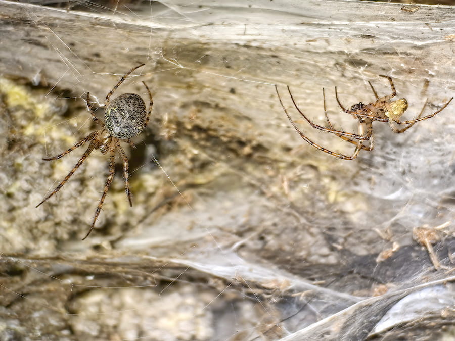 pair of spiders