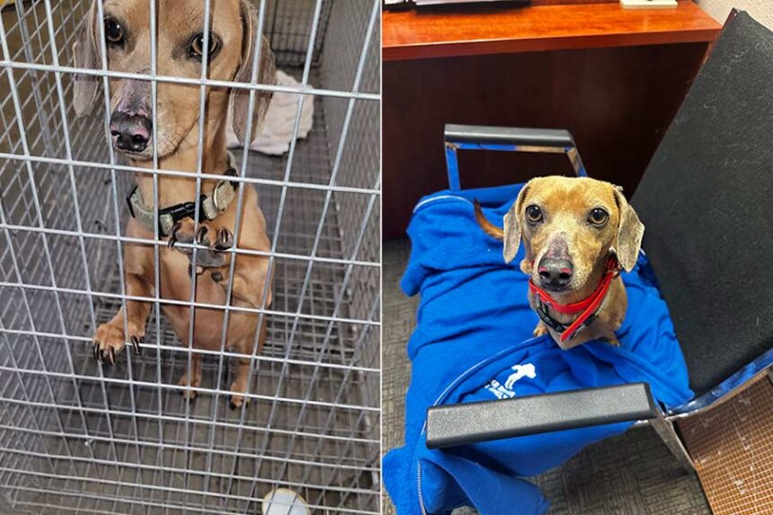 This dachshund, Tessa, was separated from its owner during a crash near Spencer last month. She will be reunited with her owner this Friday. | Courtesy Michelle Ziel-Dingman