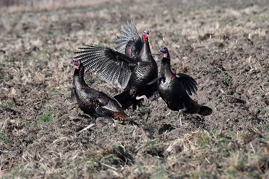 An old Tom gets tired of being harassed by some jakes and beats them with his wings. | Bill Schiess, EastIdahoNews.com