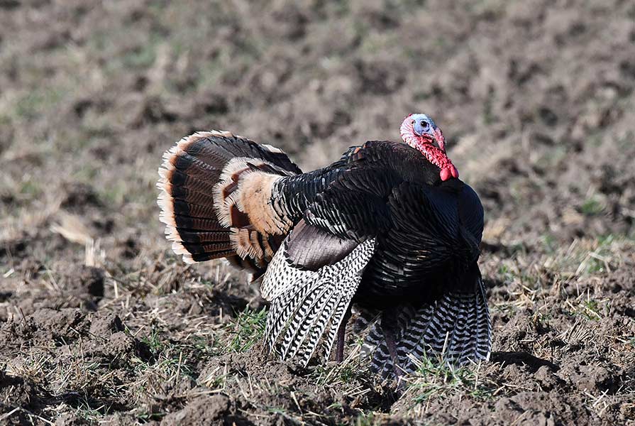 Handsome tom displays while running from group to group of females. | Bill Schiess, EastIdahoNews.com