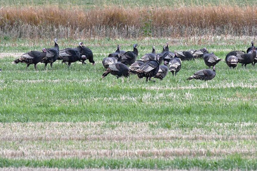 Part of a flock of over 60 Wild turkeys that visit the author's backyard. | Bill Schiess, EastIdahoNews.com