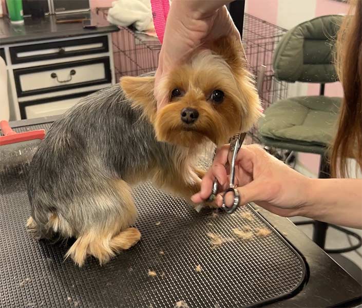 Another unhappy dog getting groomed. | Rett Nelson, EastIdahoNews.com