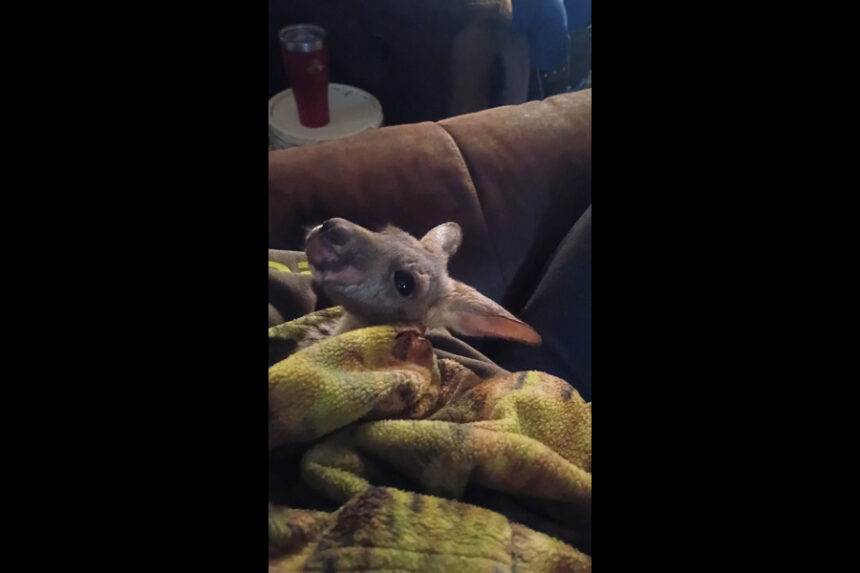 At Thursday's event, Elevate Academy's Community Resource Fair and Food Drive will feature Santa Claus and baby Kangaroos. | Coutesy Nancy Heyrend