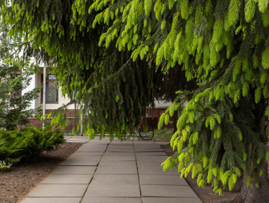 Large trees and shrubs detract from landscapes where they don’t fit. | Adobe Stock