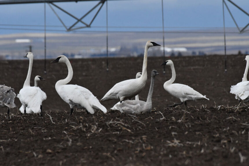 Trumpeters feeding in a harvested potato field.