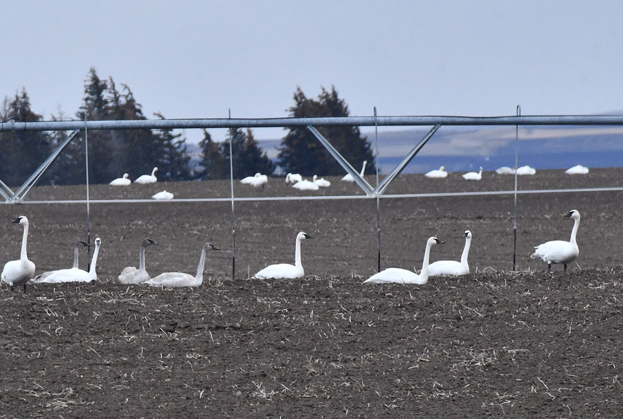 Flocks of Trumpeter swans feeding in potato fields.