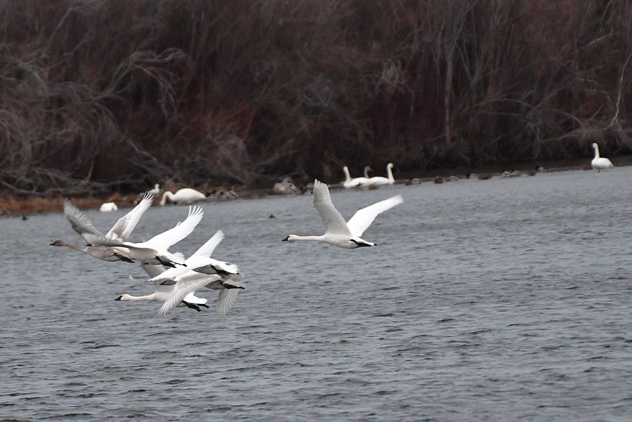 Trumpeter swans leaving the Teton River to feed in the fields just a quarter of the mile from the river.