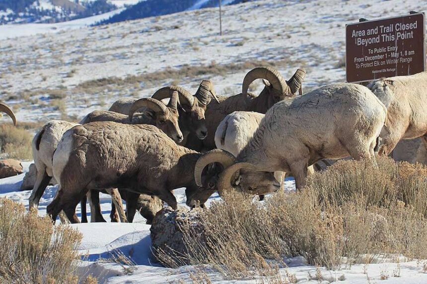 bighorn sheep butt heads