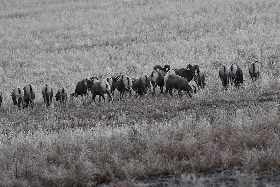 Herd of bighorns near the mouth of Skull Canyon. | Bill Schiess, EastIdahoNews.com