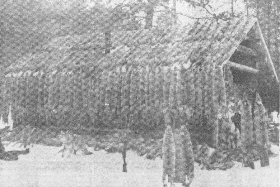 The 131 coyotes and four bobcats pictured above -- (try and count them) -- represent the three-month catch of L. Doyle Mathews of Driggs, U.S. Biological Survey trapper. His superiors claim the catch is a record for this mountain district. The cabin is situated on Moose Creek in the Teton Basin region. Caption dated Jan. 12, 1939.