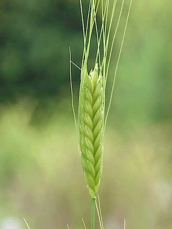 Einkorn photo taken from Wikipedia
