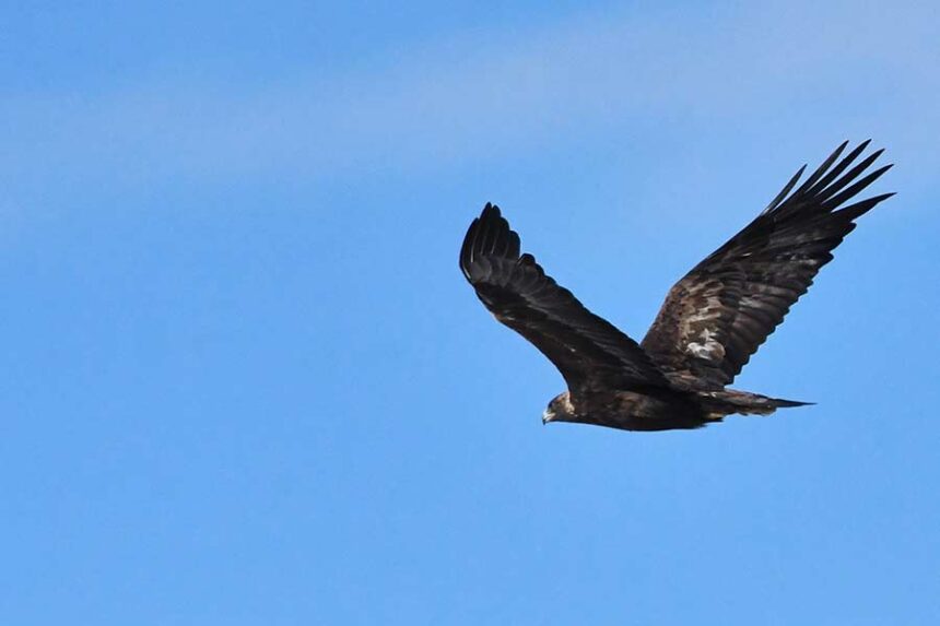 A Golden eagle in the Little Lost River Valley. | Bill Schiess, EastIdahoNews.com
