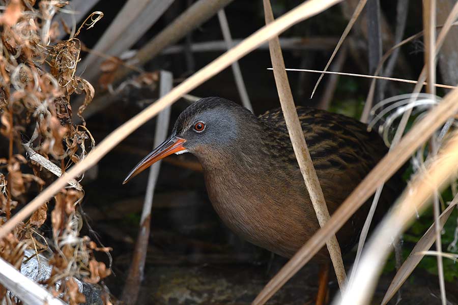 A Virginia rail trying to hide from a Northern harrier at Warm Spring Creek. | Bill Schiess, EastIdahoNews.com