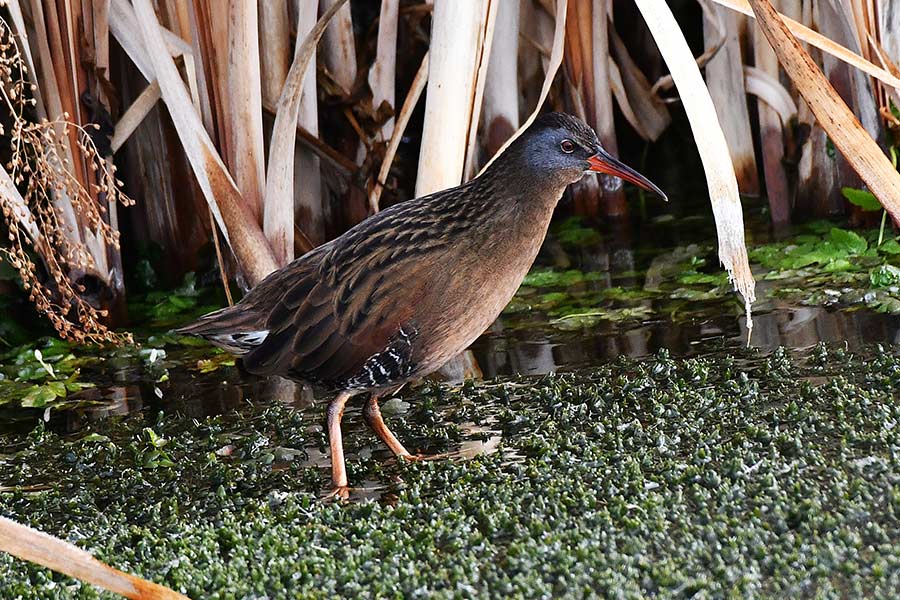 A Virginia rail at Warm Spring Creek near Howe. | Bill Schiess, EastIdahoNews.com