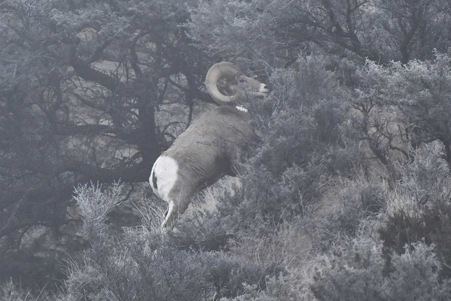 A ram in the fog climbing in Skull Canyon. | Bill Schiess, EastIdahoNews.com