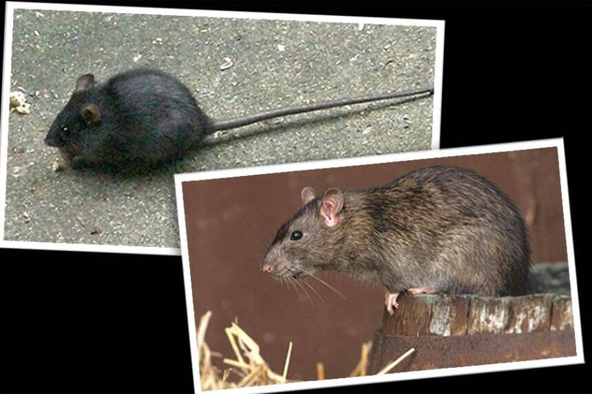 2 types of rats