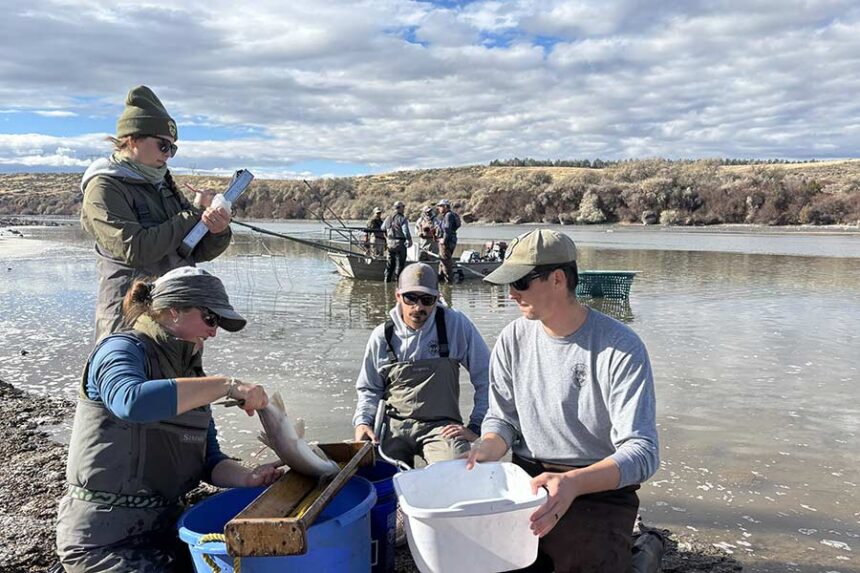 Idaho Fish and Game staff with help from volunteers collected species, length, and weight data from various fish during the survey. A total of 200 trout were fitted with tags before releasing back to the river. Photo courtesy IDFG.