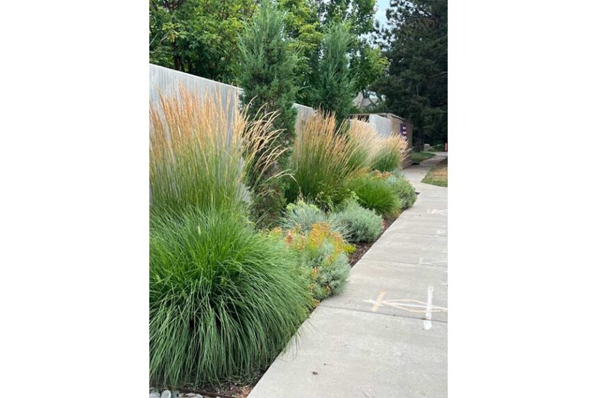 This Xeriscape landscape blends ornamental grasses with xeric flowering perennials and bold foliage plants to create a vibrant, water-wise garden. Photo Credit: Adobe Stock Images.