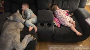 In this photo provided by Macey Sorrell, 3-year-old Gregory Sorrell cuddles with a calf his family brought indoors during extreme cold temperatures in Mount Sterling, Ky., on Saturday, Jan. 24, 2026. At right is his sister, Charlee Sorrell, 2.