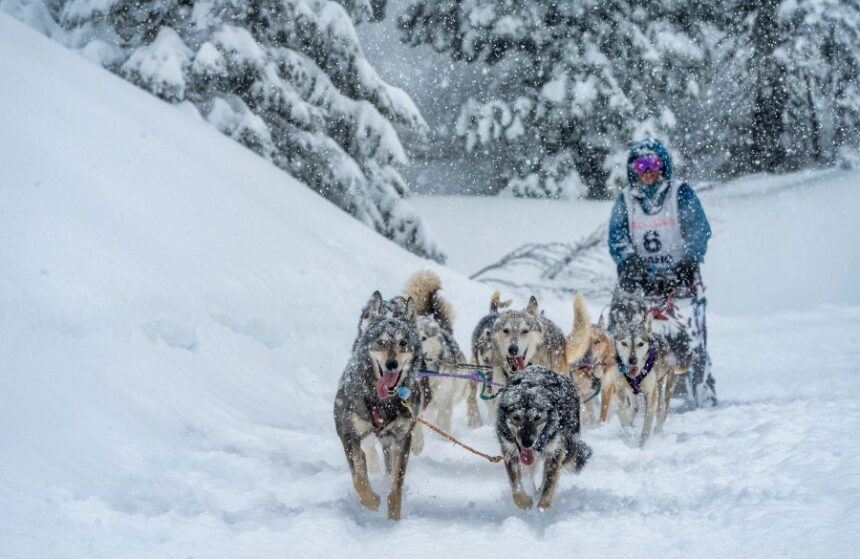 McCall dog sled race
