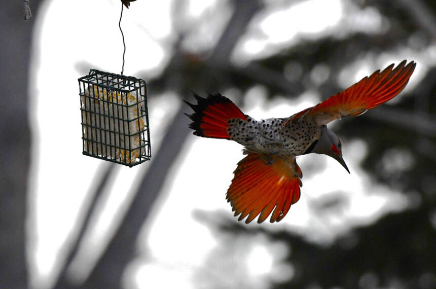 Flicker7-26 - A Northern flicker leaves a suet cake as a Sharp-shinned hawk attacks some finches.
