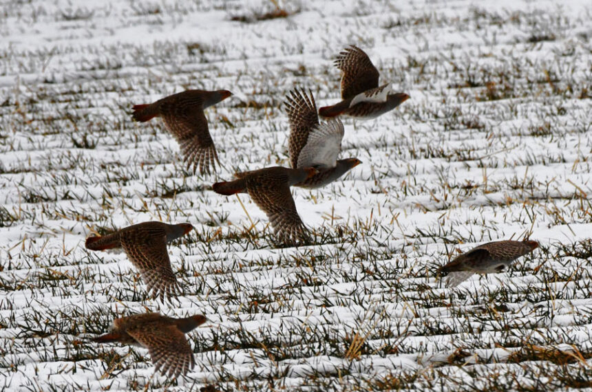 A flock of Gray partridge on the Rexburg Bench during the Christmas Bird Count..
