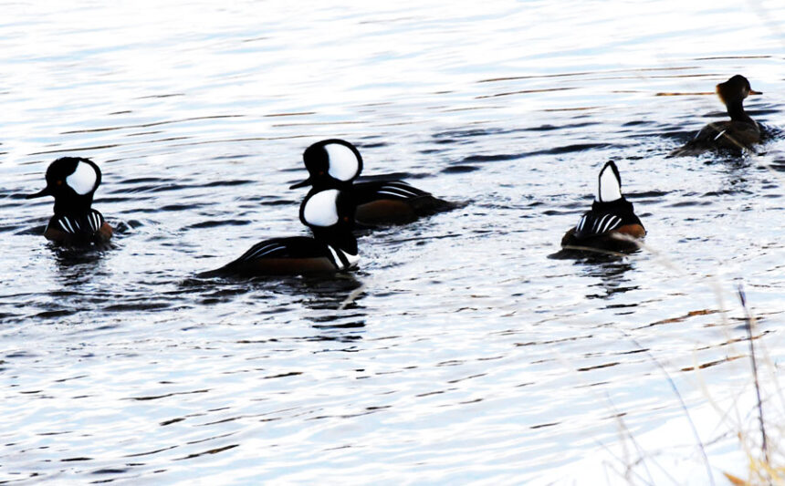 A small flock of Hooded mergansers on Ririe Reservoir.