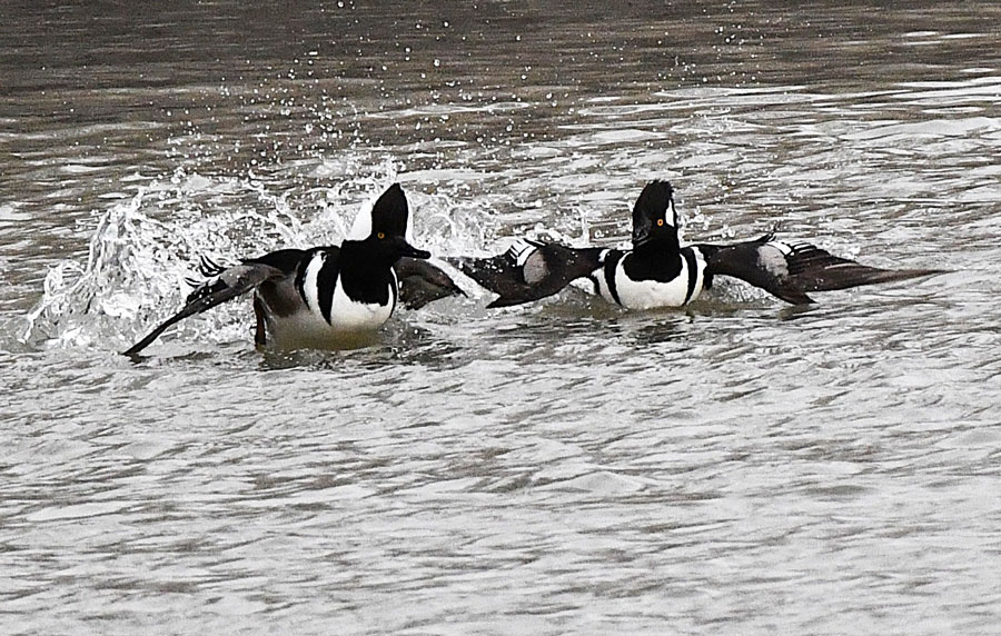 Two male hoodies battling on the Teton River.