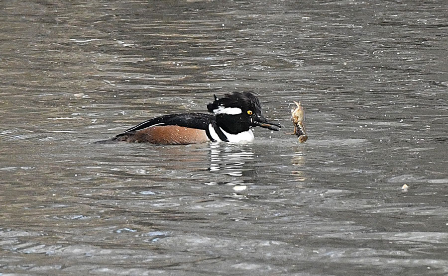 A hoodie with a crayfish on the Henrys Fork.