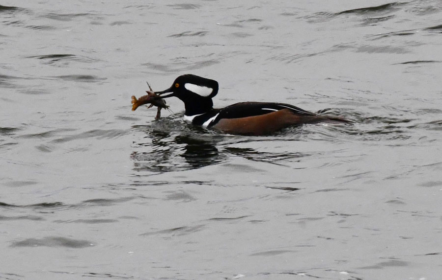 A hoodie preparing a crayfish for dinner on the Teton River.