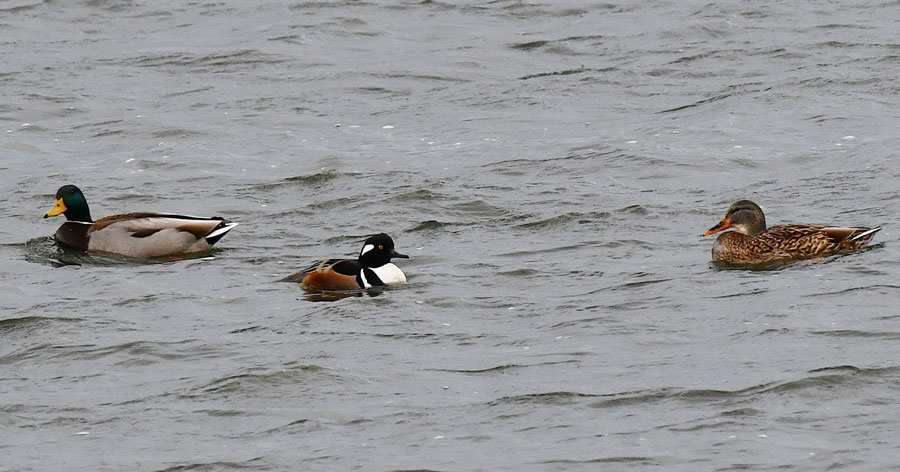 hoodies are often found with other waterfowl on area waters.