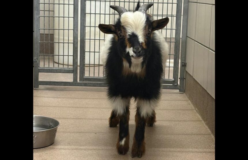 A goat dubbed “Lightning McQueen” sits in the Idaho Falls Animal Shelter. | Courtesy Photo