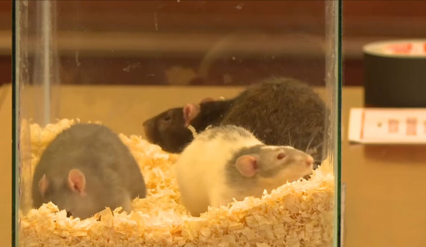Rats like these are becoming a big problem in Treasure Valley.
