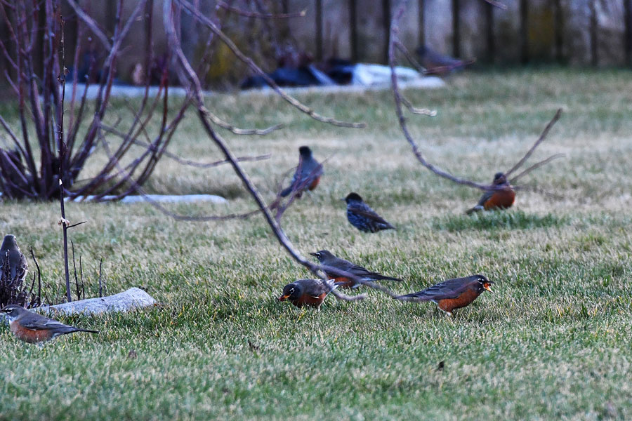 Part of a flock of American robins feeding on crab apples during the Christmas bird count which had 262 robins counted