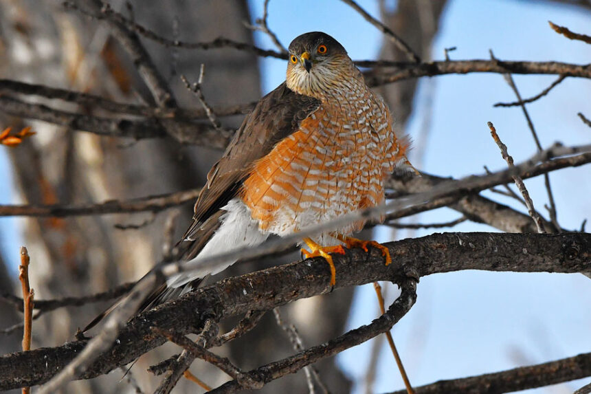 Sharpshinned5-26 - A Sharp-shinned hawk takes a rest after trying to catch a finch for lunch. 