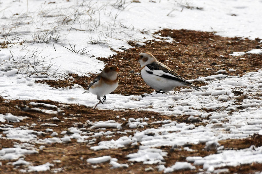 A couple of Snow buntings with a flock of Horned larks during the Rexburg Christmas Bird Count.
