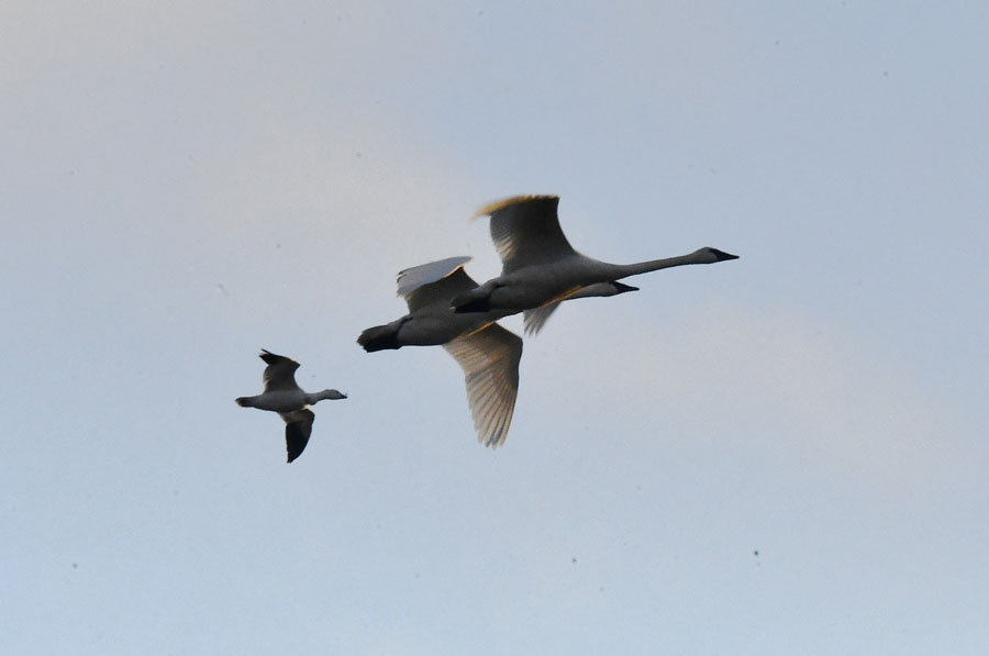 A Snow goose joins a pair of Trumpeter swans as they head out to the field to eat rotten, frozen potatoes.