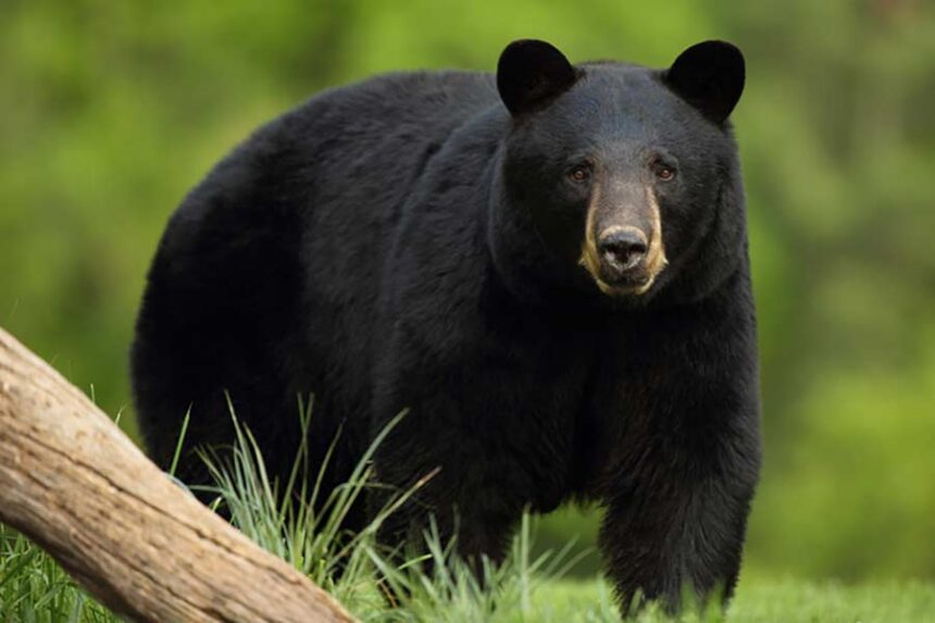 Courtesy Idaho Fish and Game