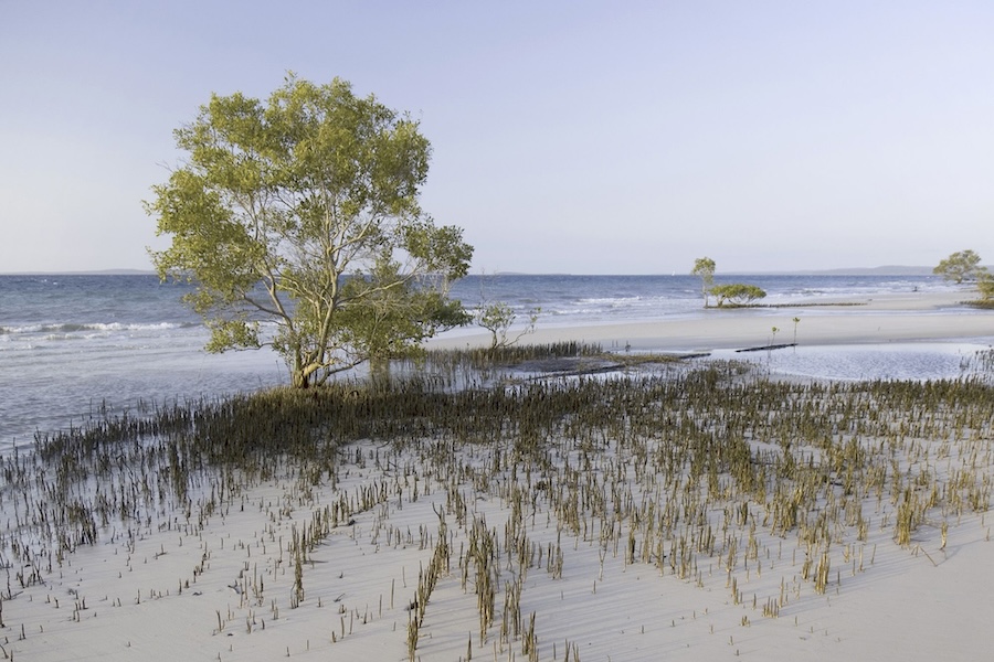 Body of Canadian woman, 19, found surrounded by dingoes on island