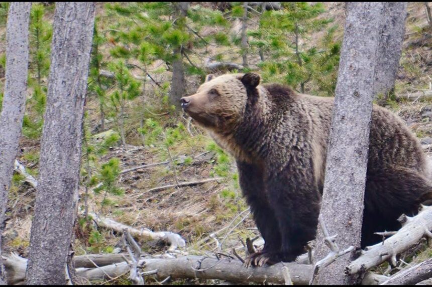 A grizzly bear in Idaho | Idaho Department of Fish & Game