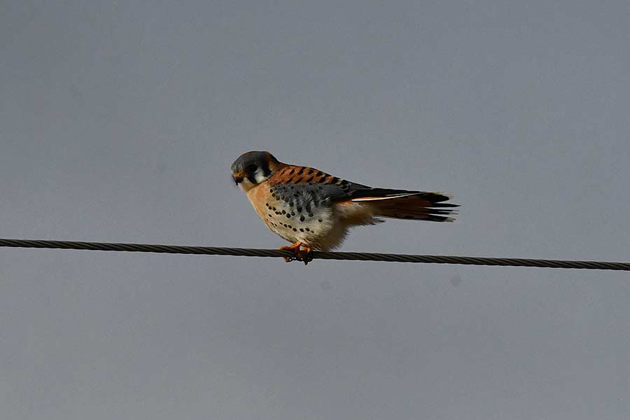 One of eight kestrels observed during the Howe CBC. | Bill Schiess, EastIdahoNews.com