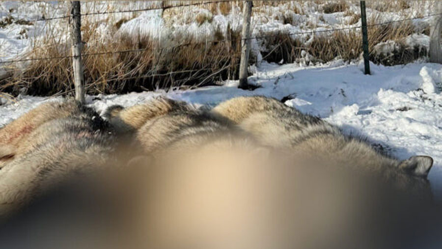 3 wolves killed in northern Utah; picture prompts concern over ‘lethal removal’