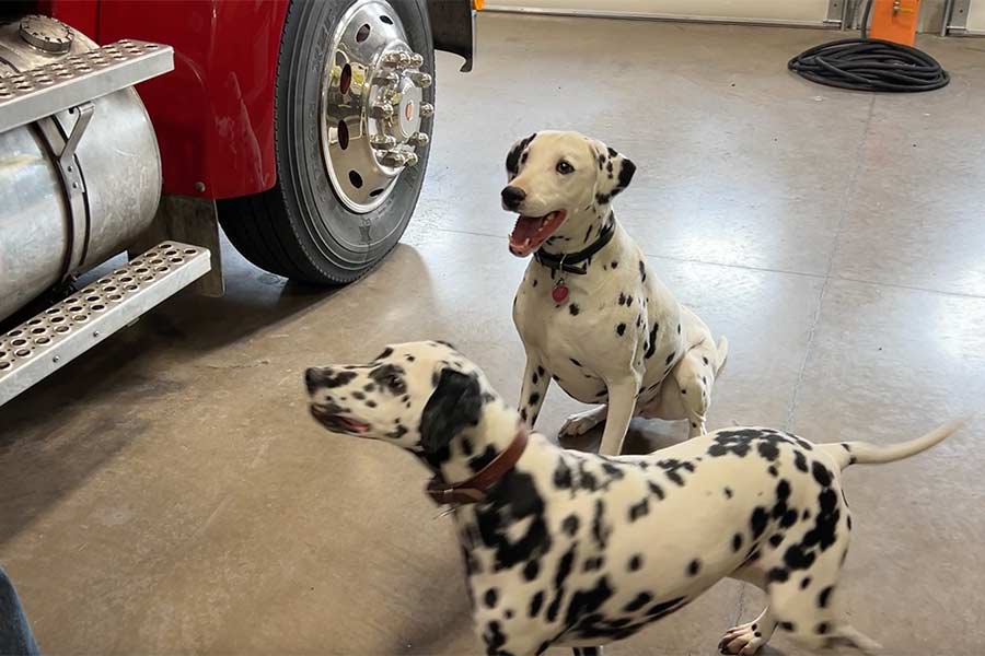 Pepper and Polka inside the Menan Fire Station | Rett Nelson, EastIdahoNews.com