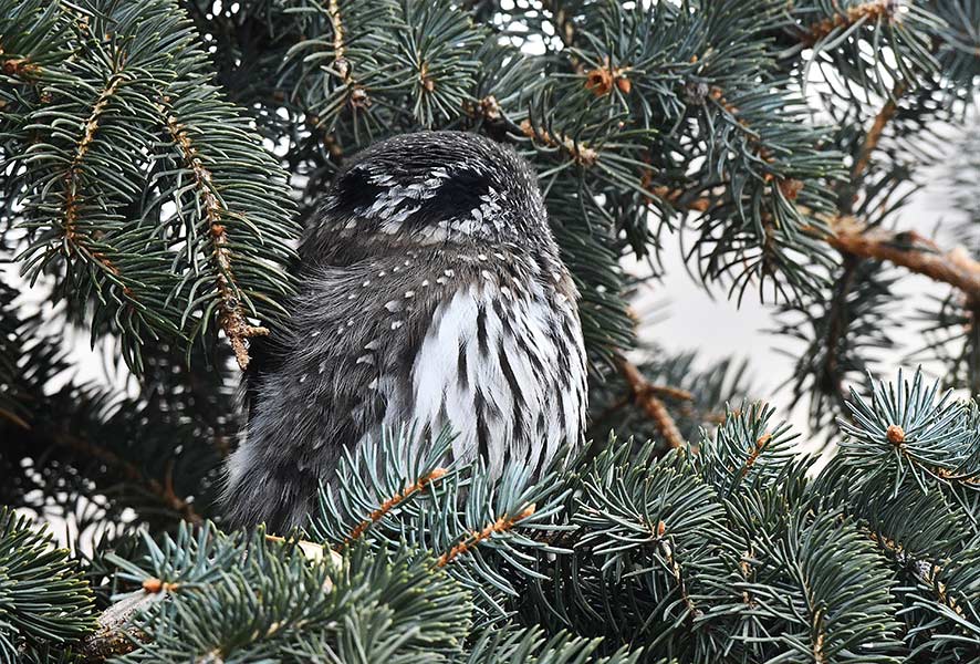 The back of a pygmy owl head showing the fake eye spots to help protect the owl from predators. | Bill Schiess, EastIdahoNews.com