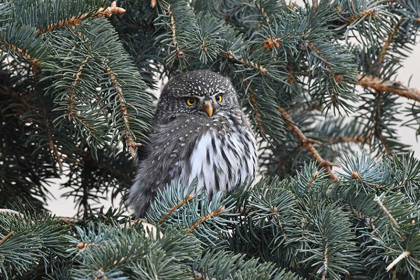 A Northern pygmy owl at Howe taken during the Christmas Bird Count. | Bill Schiess, EastIdahoNews.com