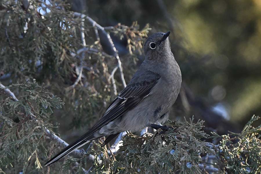 A Townsend's solitaire seen along a creek with some robins in the Little Lost River Valley. | Bill Schiess, EastIdahoNews.com