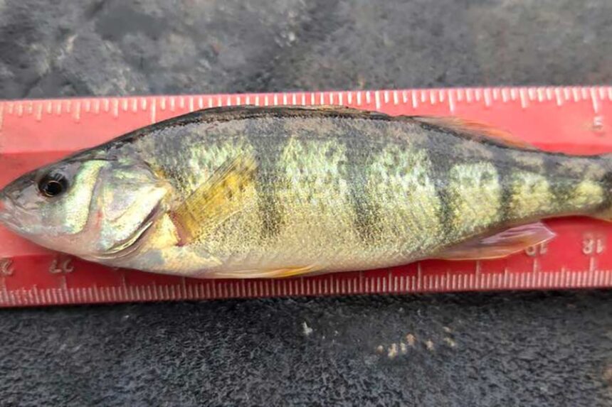 Courtesy Idaho Fish and Game