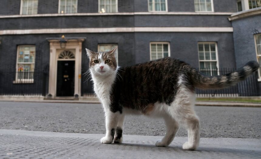 Larry, the official 10 Downing Street cat walks outside 10 Downing Street before the nationwide Clap for Carers to recognise and support National Health Service (NHS) workers and carers fighting the coronavirus pandemic, in London, Thursday, May 21, 2020.
