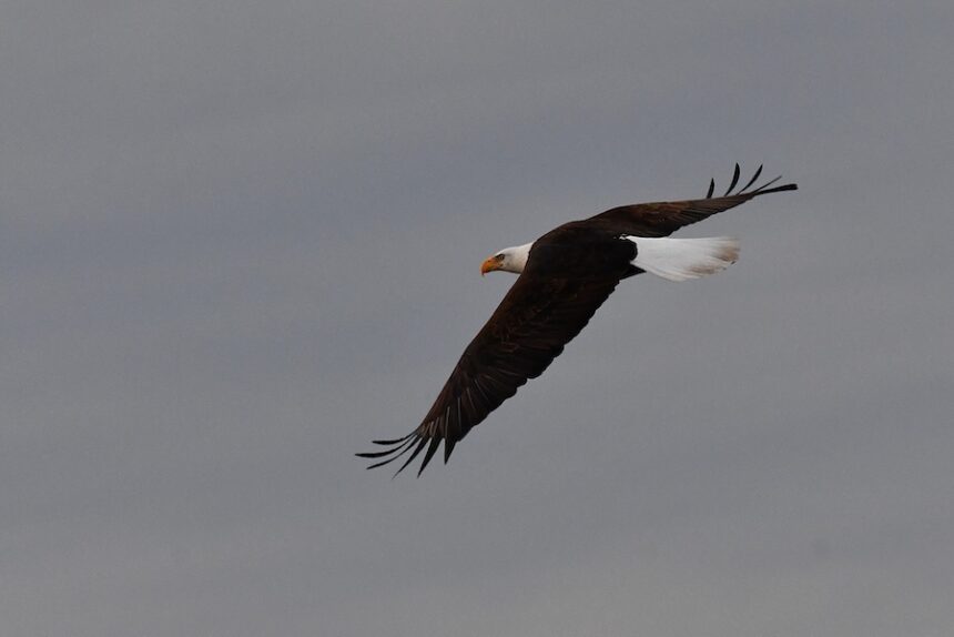A Bald eagle comes in to the Camas National Wildlife Reserve to roost for the night on Saturday, Feb. 7, 2026.