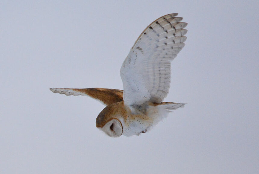 An American barn owl hunting along an empty feeder canal west of Mud Lake.